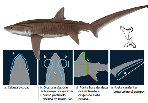 Alopias superciliosus_08.jpg
